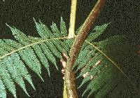 Cyathea bicrenata image