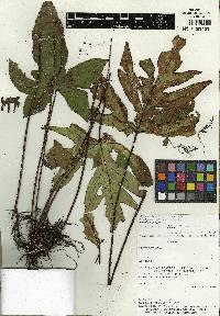 Doryopteris nobilis image