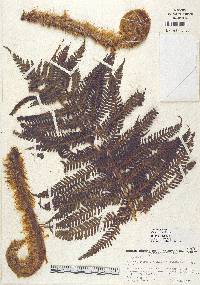 Cyathea nesiotica image