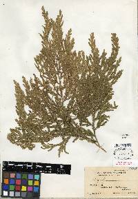 Selaginella fenixii image