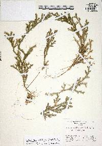 Selaginella diffusa image