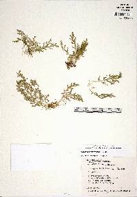 Selaginella porphyrospora image