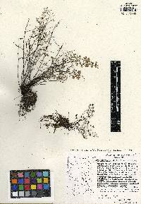 Argyrochosma delicatula image