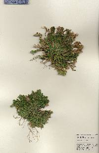 Selaginella novoleonensis image