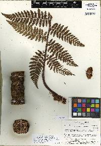 Cyathea harrisii image