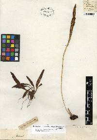 Elaphoglossum acrostichoides image