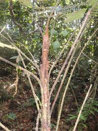 Cyathea traillii image