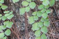 Adiantum andicola image