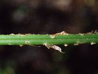 Dryopteris manniana image