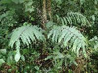 Pteris catoptera image