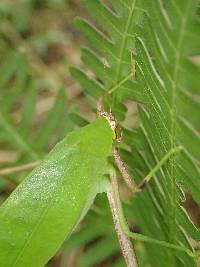 Pteris linearis image