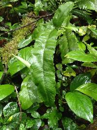 Asplenium annetii image