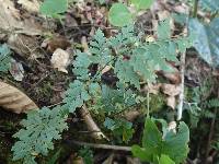 Asplenium buettneri image