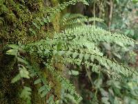 Asplenium formosum image