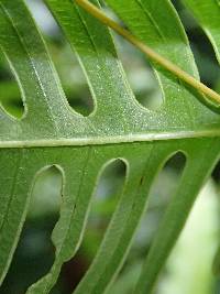 Pteris linearis image