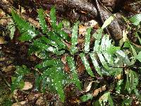 Triplophyllum buchholzii image