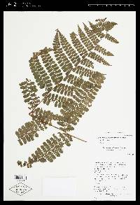 Dennstaedtia obtusifolia image
