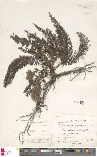 Cephalomanes singaporianum image
