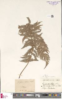 Polystichum aculeatum image