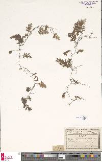 Hymenophyllum obtusum image