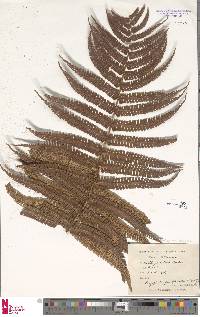 Dryopteris apiciflora image