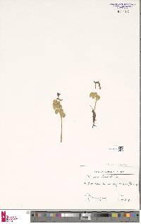 Botrychium lunaria image