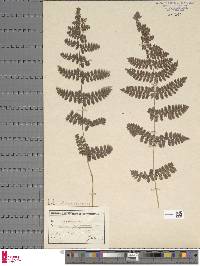 Athyrium gymnogrammoides image