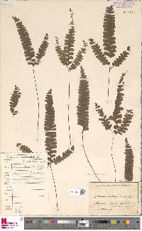 Adiantum diaphanum image