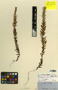 Hymenophyllum sericeum image