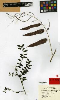Teratophyllum hainanense image