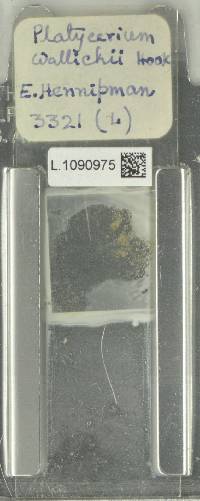 Platycerium wallichii image