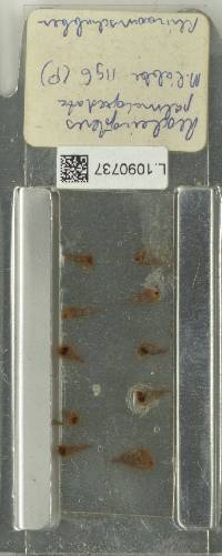 Neocheiropteris palmatopedata image