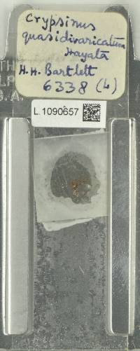 Pichisermollodes quasidivaricata image