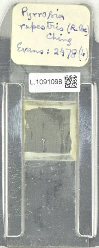 Pyrrosia rupestris image