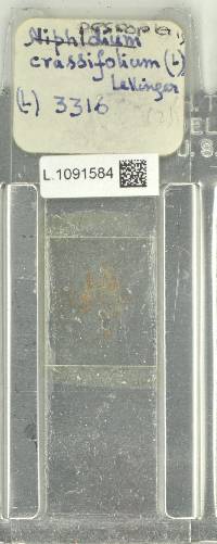 Niphidium crassifolium image
