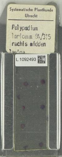 Serpocaulon loriceum image