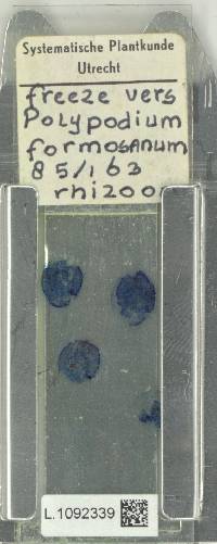 Polypodiodes formosana image