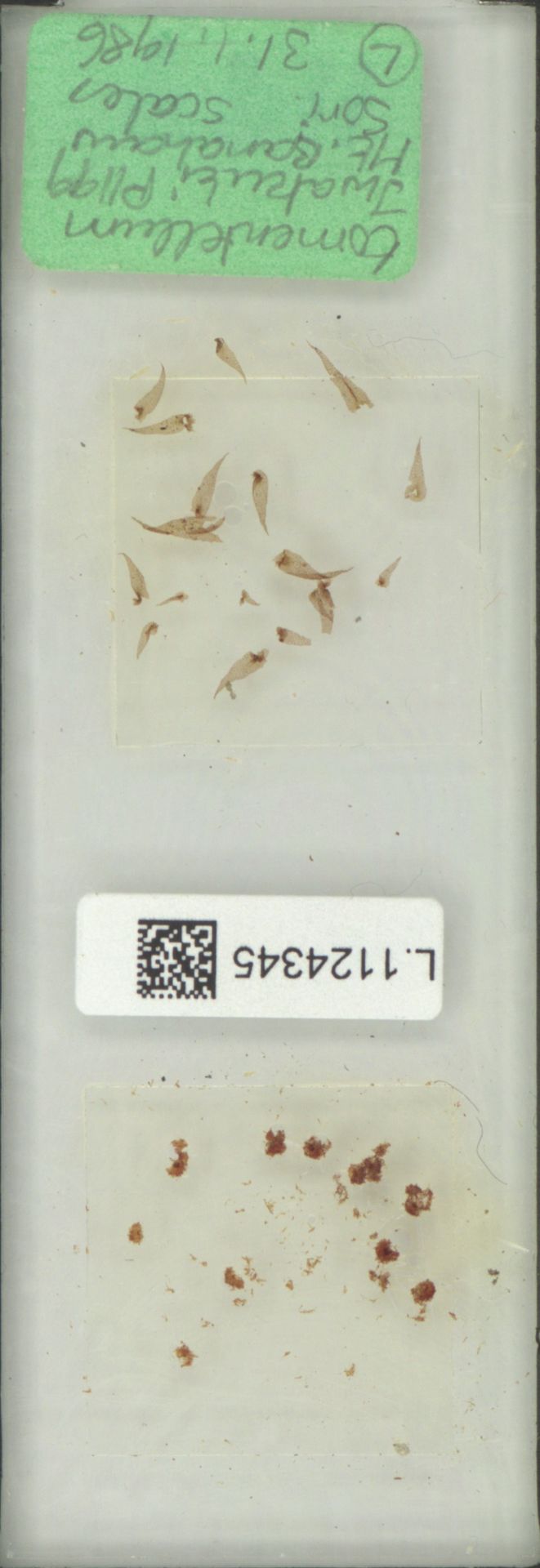Goniophlebium image