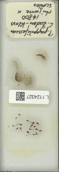 Goniophlebium mehipitense image