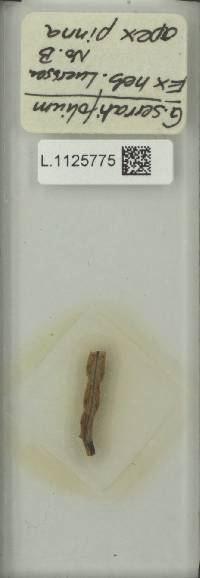 Goniophlebium serratifolium image