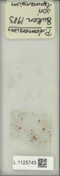 Goniophlebium demersum image