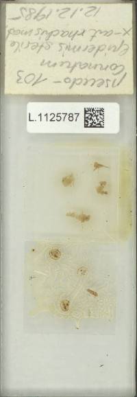Goniophlebium pseudoconnatum image