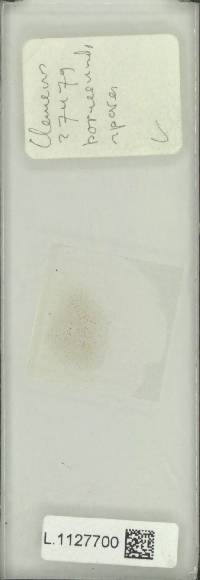 Pyrrosia kinabaluensis image