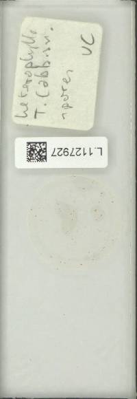 Pyrrosia heterophylla image