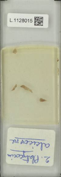 Platycerium alcicorne image