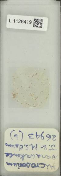 Microsorum sarawakense image