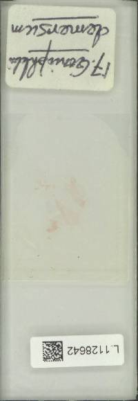 Goniophlebium demersum image
