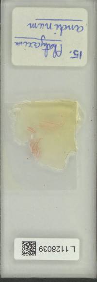 Platycerium andinum image