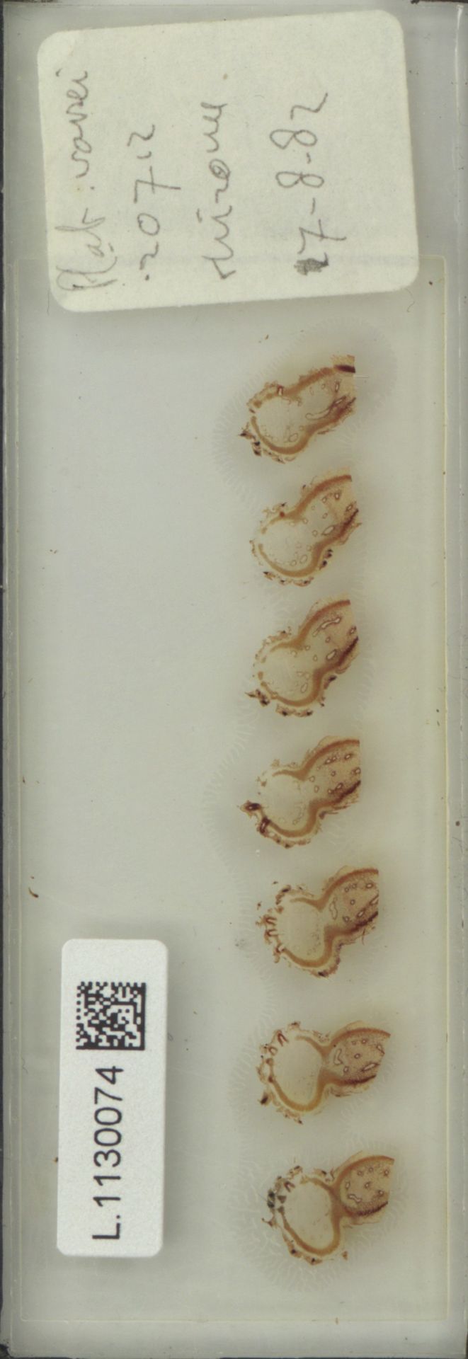 Platycerium alcicorne image