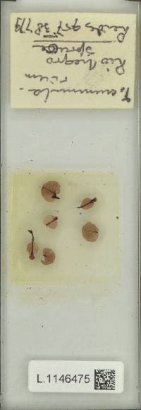 Didymoglossum nummularium image